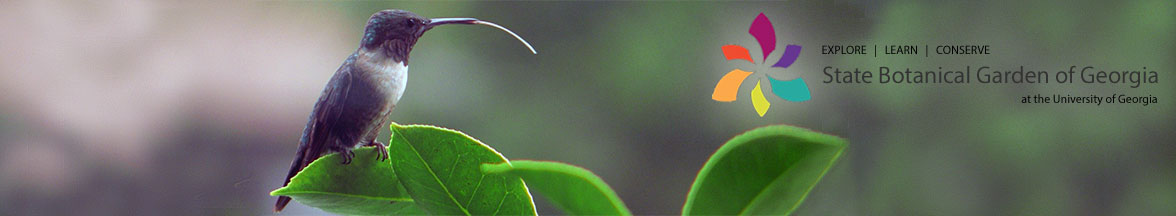 Hummingbird on branch