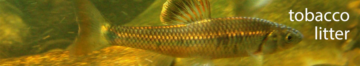 Fish in stream