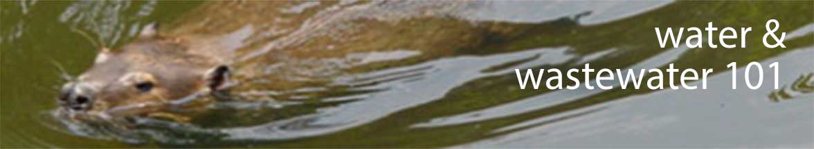 Beaver in pond