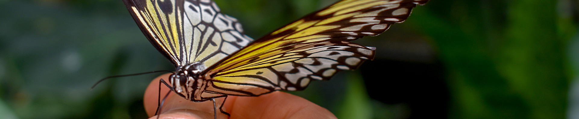 Fingers Holding Butterfly