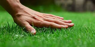 lawn care