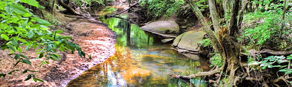 Leone Hall Price Park stream by Friends of LHPP