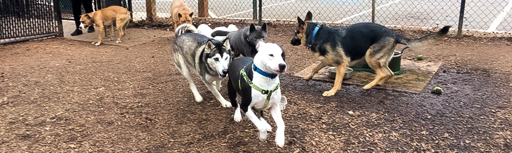 sweat mountain dog park