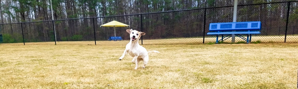 Sweetwater Dog Park by Crystal Johnson