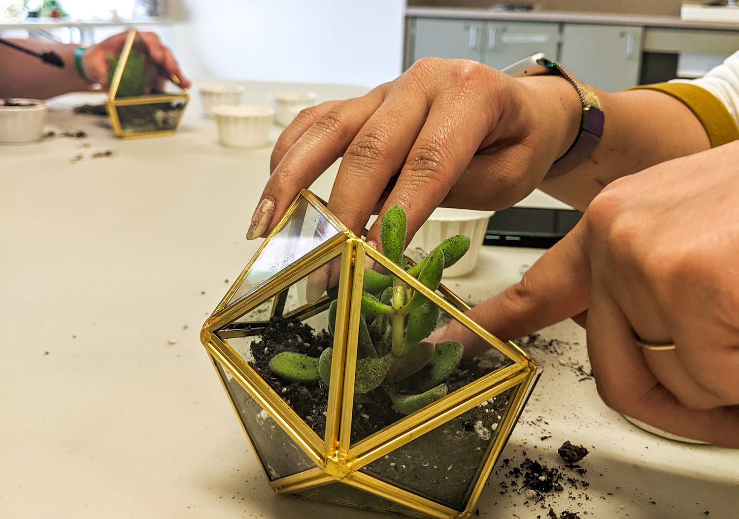 terrarium hands