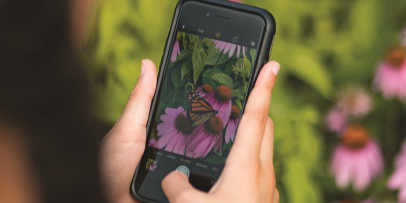 iNaturalist