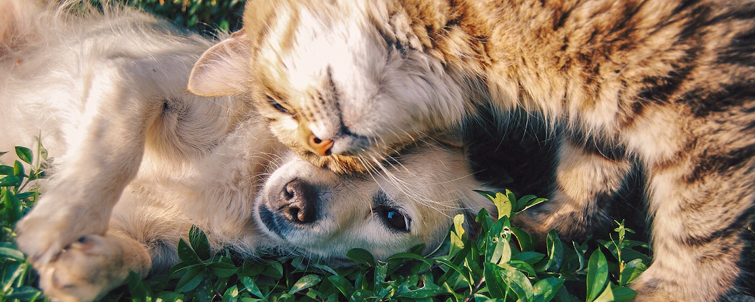 Cat and Puppy Cuddling