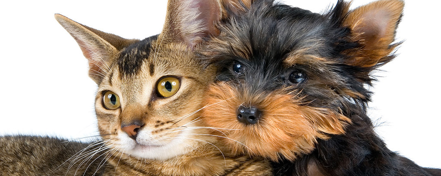 kitten_dog
