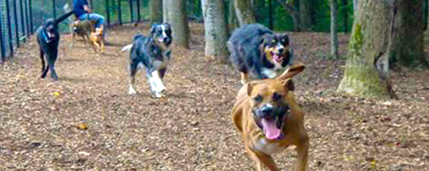 Sweat Mountain Dog Park