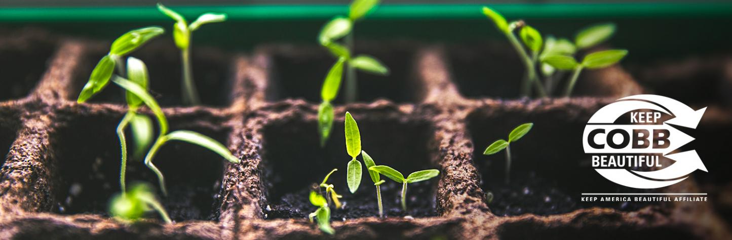 Small Sprouts