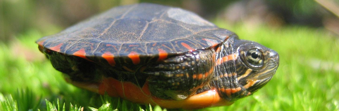 water turtle