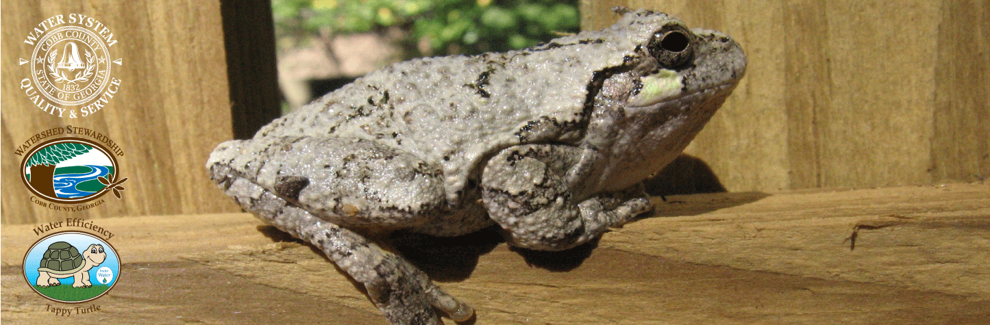 Cope'sGreyTreeFrog-transp-logos