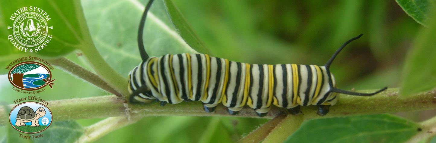 caterpillar