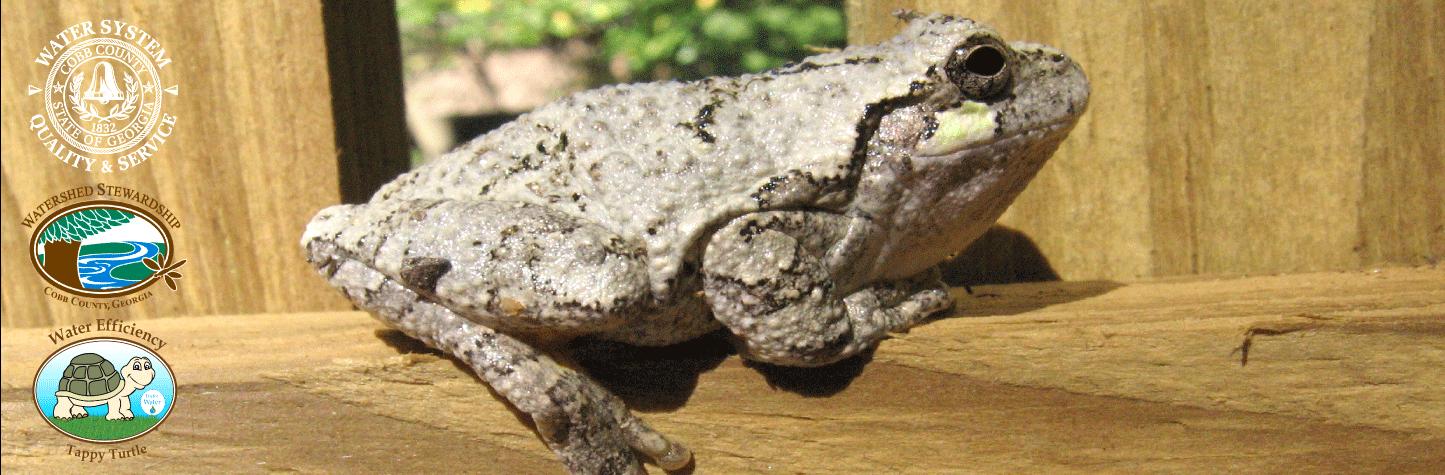 Cope'sGreyTreeFrog-transp-logos