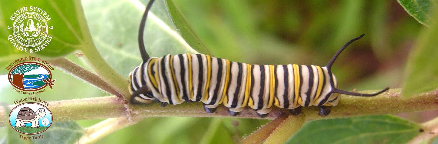 caterpillar
