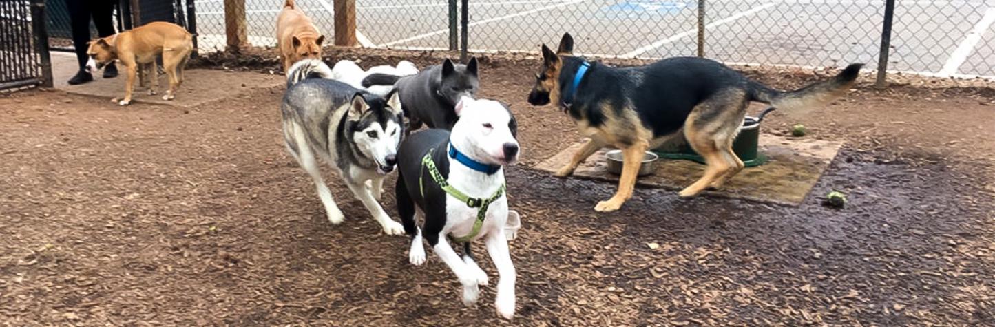 Sweat Mountain Dog Park