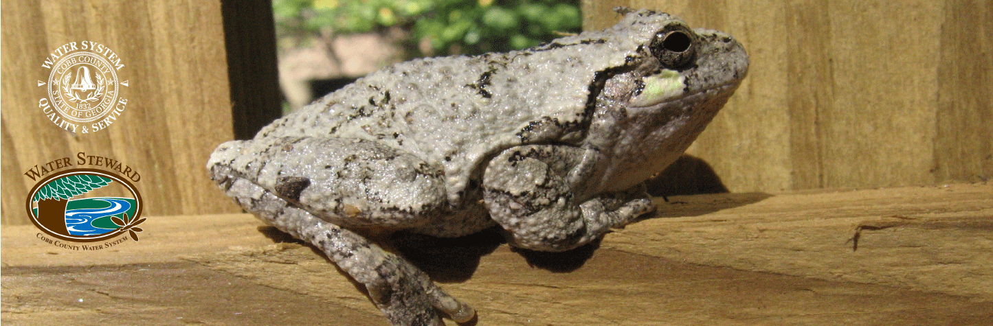 Cope'sGreyTreeFrog-transp-logos