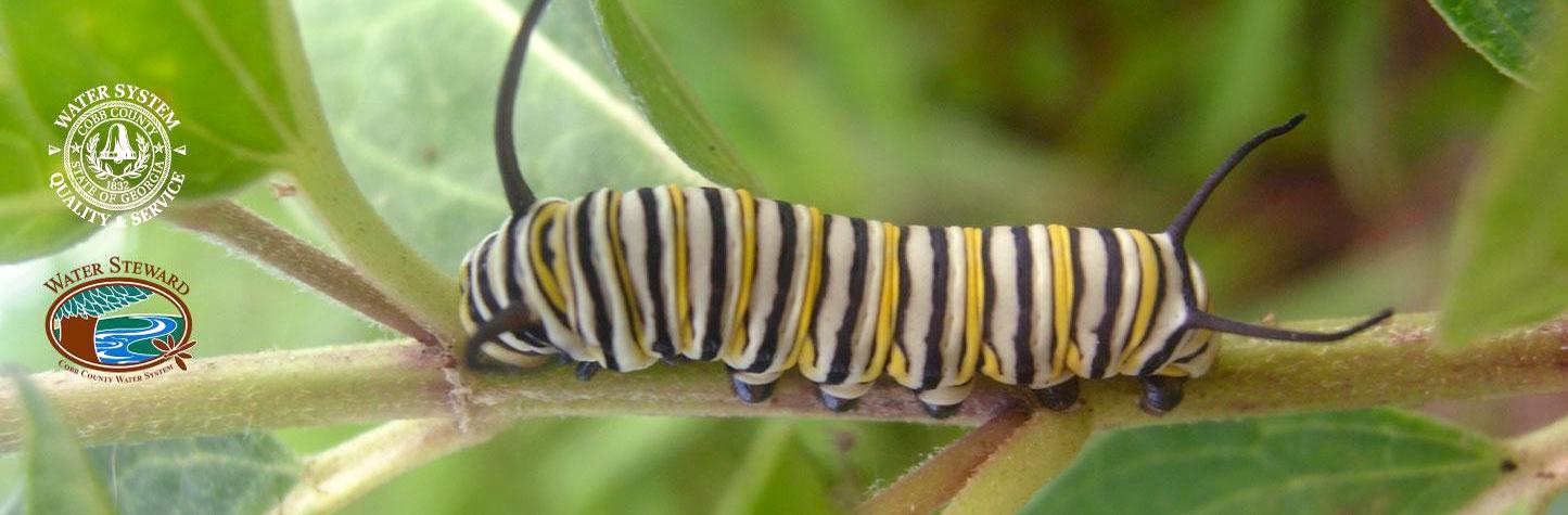 caterpillar