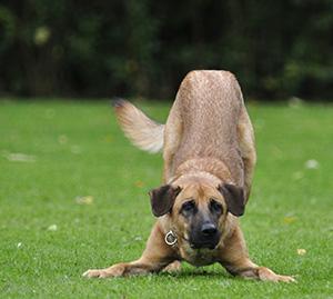 Dog Play Bow