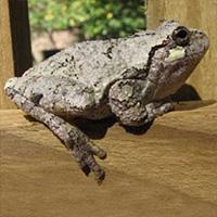 Frog on deck