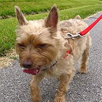 Dog on a walk