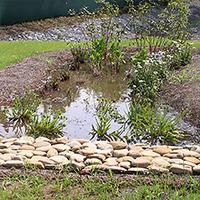 Rain Garden