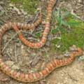 Snakes