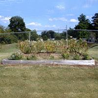 Emory University Garden