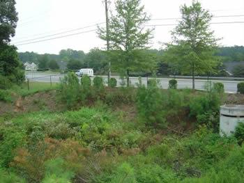 commercial pond with unwanted vegetations