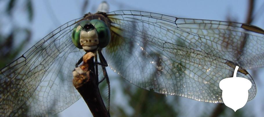 Dragonfly on branch