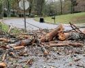 Storm - downed power lines