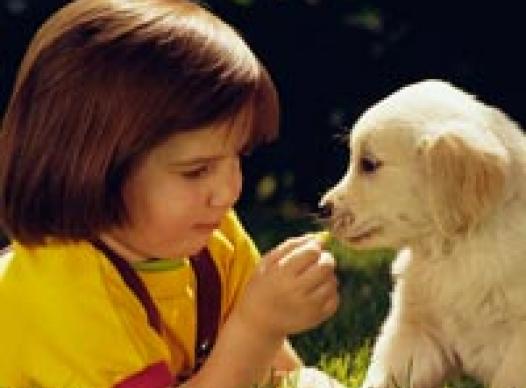Animal Adoption