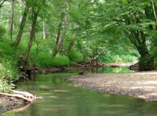 Leone Hall Price Park creek