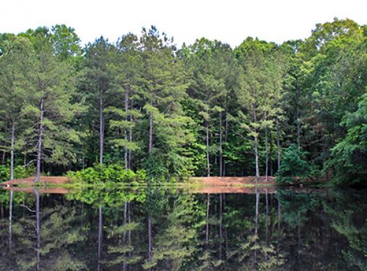 Mabry Park pond