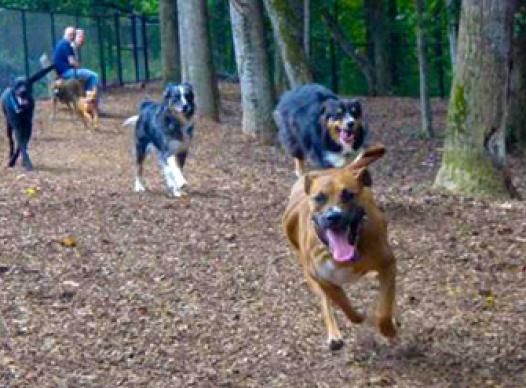 Sweat Mountain Dog Park