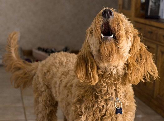Dog Barking