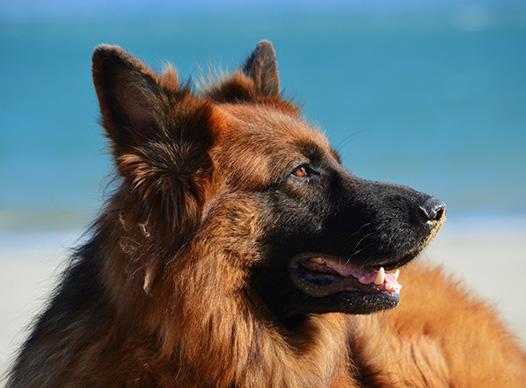 German Shepherd Gazing into the Distance