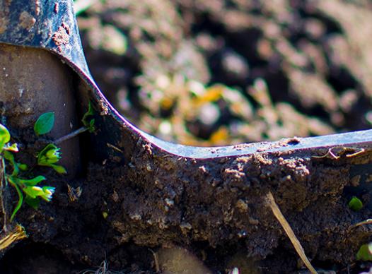 Shovel Digging and Planting