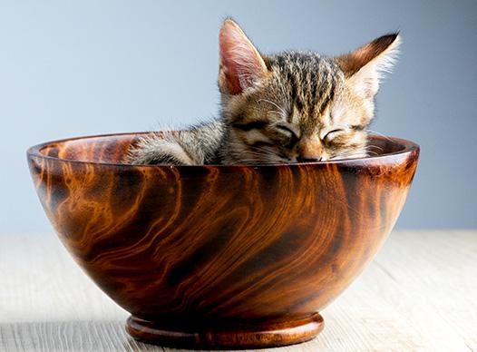Kitten in a Bowl