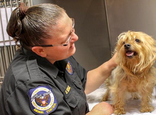 Work for Animal Services