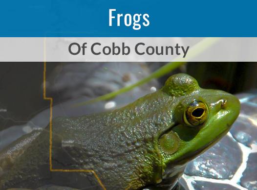 Frogs of Cobb County