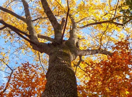 Autumn Oak Tree