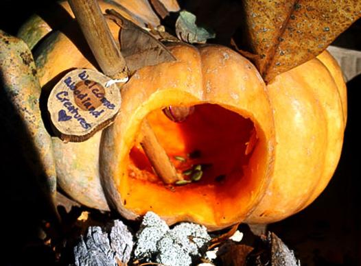 Fairy Habitat project pumpkin