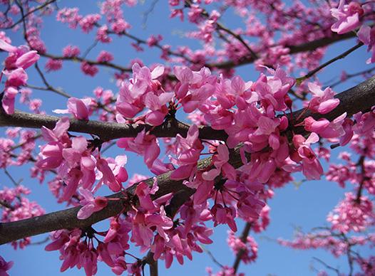 Redbud tree blossoms