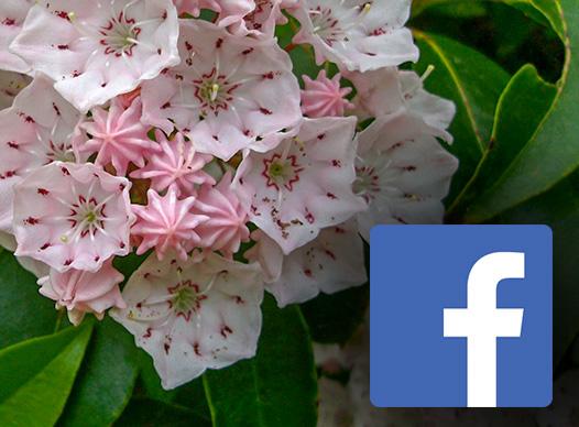 Flowers and Facebook logo