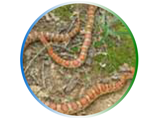 watershed-staff-snakes