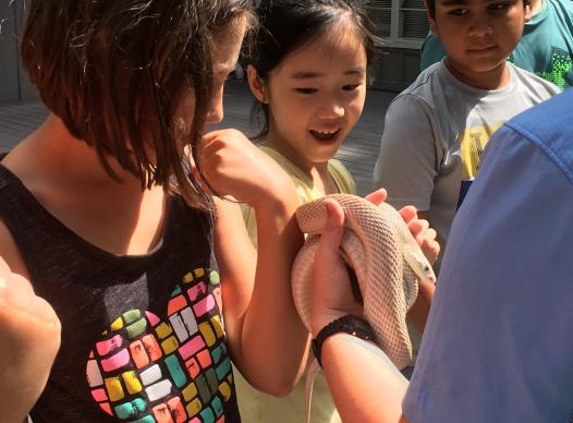 Photo of children touching a snake at the Hyde Farm nature camp.