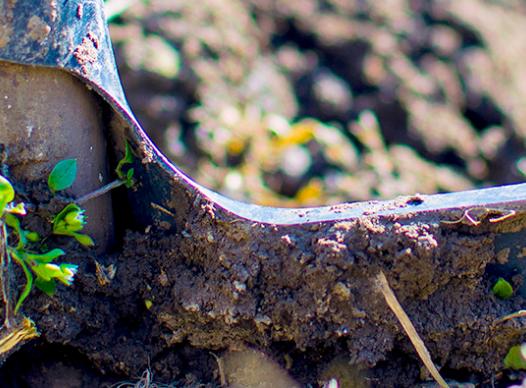 Shovel Digging and Planting