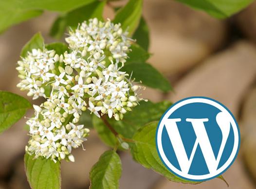 RainGardenWordPressBlog