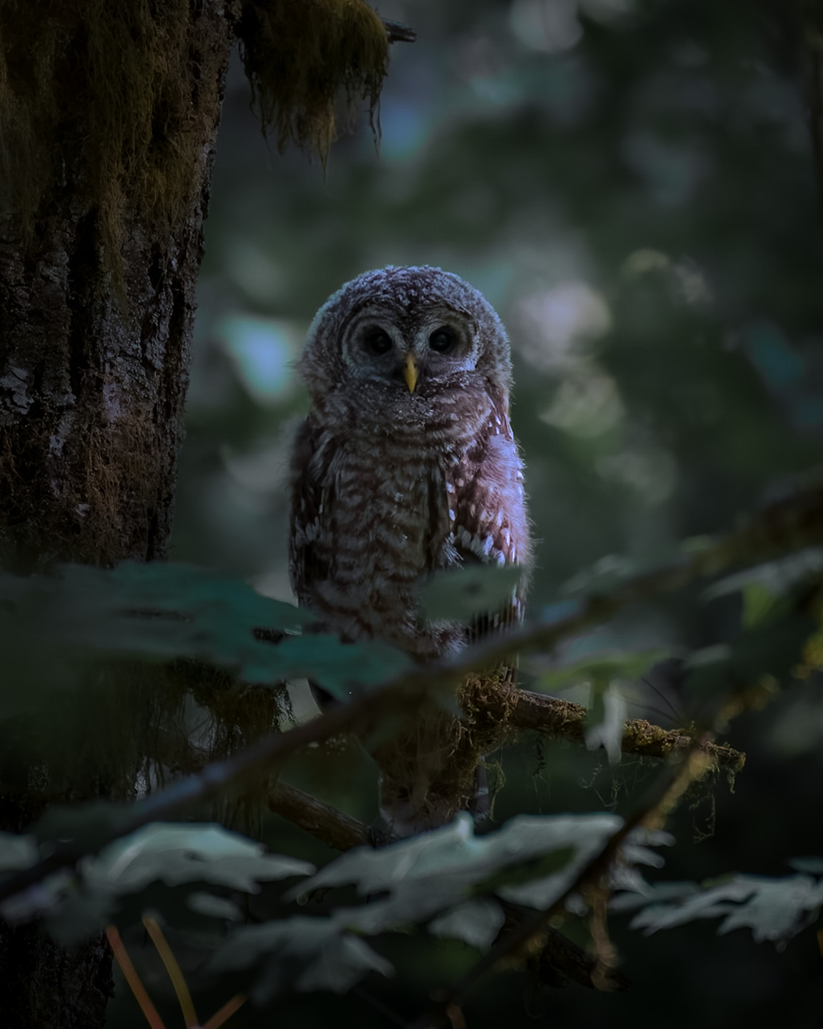 Barred Owl in low light